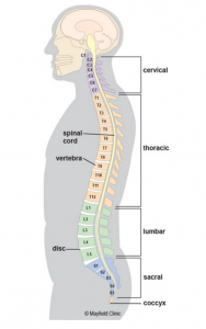 Numbering of human vertebrae. 