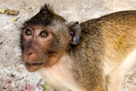 Rhesus macaque on which treatment testing was performed. https://www.sciencedaily.com/releases/2016/10/161013141053.htm