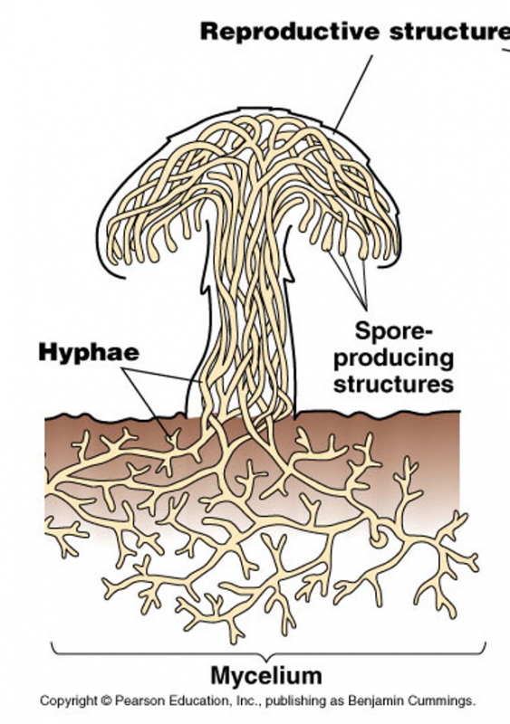 У некоторых грибов нити грибницы представляют собой. Грибы мицелий строение гриба. Строение мицелия грибов. Строение грибницы мицелия. Рисунок строение гриба с мицелием.