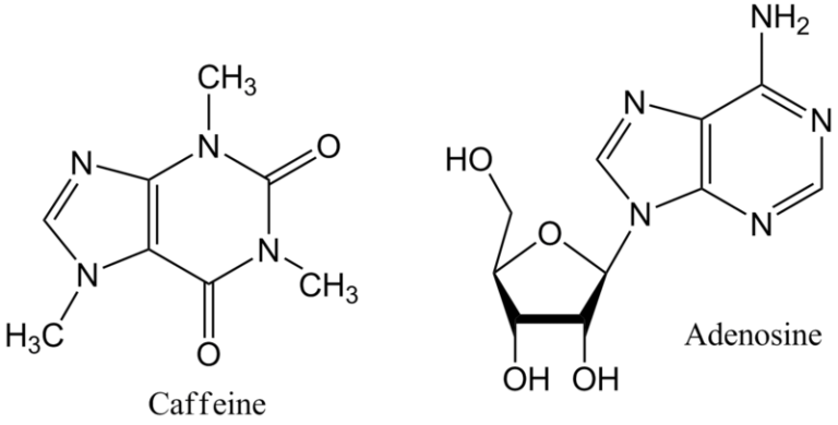 Adenosine | Communicating Chemistry 2017W1 Section 110