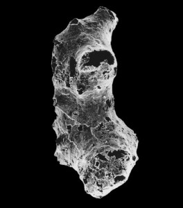 A scanning electron microscope view of Otavia antiqua.