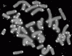 Telomere Caps
