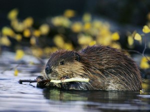 Source: http://animals.nationalgeographic.com/animals/mammals/beaver/