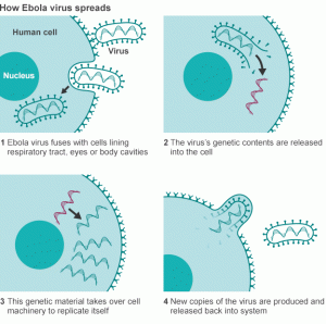 The transmitting passage of Ebola Virus