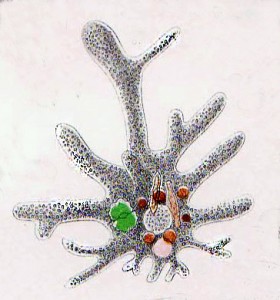 An illustration of Amoeba proteus, by Joseph Leidy, 1879 − The organism that caused Lian Kao’s blindness. Rare but dangerous when infected. Source: Wikipedia
