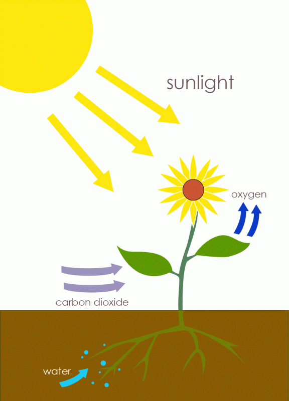 turbocharged-photosynthesis-wait-what-communicating-science