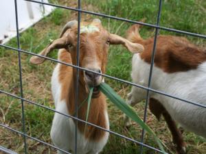 silliman goat eating phrag image
