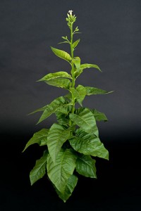 tobaccoplant