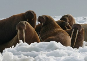 Walruses resting on sea ice are at increasing danger of losing this natural habitat. Source: Flickr Commons user: USFWS/Joel Garlich-Miller