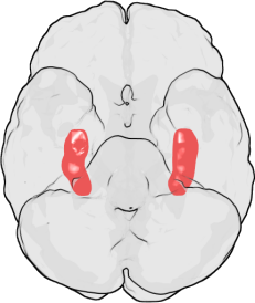 The dentate gyrus is a subregion of the hippocampus, shown in red. This part of the brain is involved in memory functions. Source: Wikimedia Commons