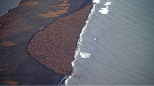 An increasingly common site: 35,000 walruses gather on a beach 8km away from Point Lay, Alaska. 