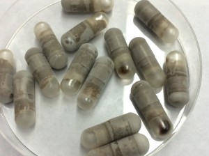 Frozen pills of fecal matter, ready for ingestion. - NPR/ Hohmann Lab