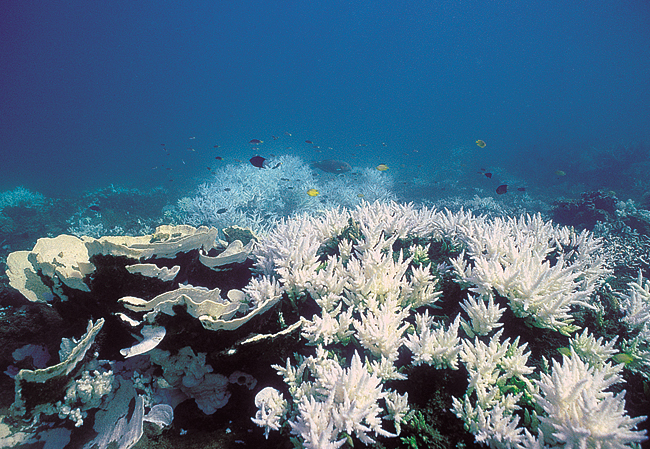 A Dire Future Of Coral Reefs | Communicating Science (14w112)