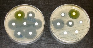 The bacteria grown in the petri dish on the left are susceptible to the different antibiotics in the white pills. The bacteria in the right petri dish are resistant to most of the antibiotics in the pills. Image Courtesy of Wikimedia Commons