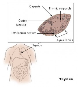 Thymus Image Courtesy of: Google Images
