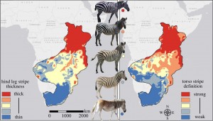Predicted levels of stripe thickness on hind leg (left) and torso stripe definition (right). Image Courtesy of: Royal Society Publishing