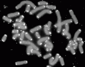 White dots are telomeres Source: Wikimedia Commons
