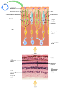 Rods and Cones of the retina