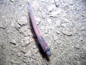Fish found below Antarctica ice Credit: Reed Scherer (NIU)