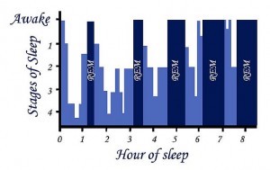 Stages of Sleep Source: Flickr Commons Credit to: bedzine