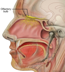 Olfactory Nerves in the Nose Source: Wikimedia Commons