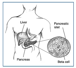 Pancreas_insulin_beta_cells