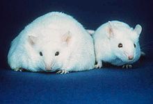 Example of how reduced levels of leptin produced in mouse leads to obesity (left) compared to normal mouse (right)