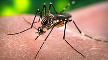 mosquito in genus Aedes- transmitter or Zika virus 