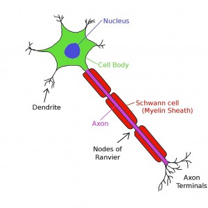 A typical neuron. Courtesy of Wikimedia Commons 