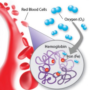 Image Source: http://www.medicinenet.com/hemoglobin/article.htm