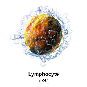 Visual Representation of the T-cell. Wikimedia Commons by BruceBlas.