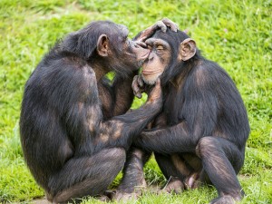 "Young chimps taking care of each other" by Tambako the Jaguar - Flickr. Licensed under CC 2.0. 