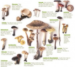 toxic mushrooms