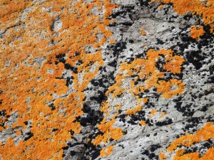 "Lichen" by Brittany. From Flickr. Licensed under CC 2.0. 