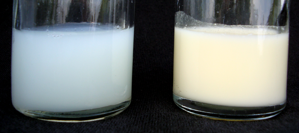 Two 25-milliliter samples of human breast milk. The lefthand sample is first milk produced and the righthand sample is milk produced later during the same pumping.