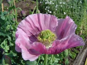Image of the opium poppy. Via Wikimedia Commons