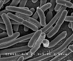 Image of E. coli. Via Wikimedia Commons. 