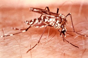 The Aedes mosquito, responsible for transmitting viruses such as dengue. Via Wikimedia Commons.