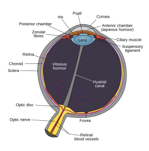 Human eye schematic