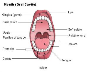 Oral Cavity, Image credit: Wikipedia, https://blogs.ubc.ca/communicatingscience2016w109/files/2016/09/Illu_mouth.jpg