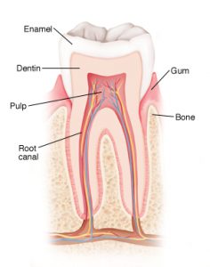 Coronal section of tooth in jawbone showing enamel, dentin, and pulp SOURCE: 4B11433 Image Credit: http://www.dentalcare.com/media/en-US/education/ce104/ce104.pdf