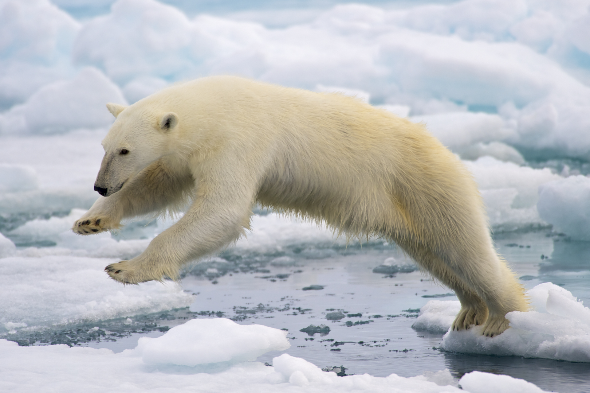 A frame-filling portrait of a male polar bear (Ursus maritimus) jumping in the pack ice. Retrieved from https://en.wikipedia.org/wiki/Polar_bear