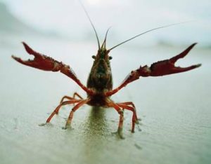 http://crayfishfacts.org/