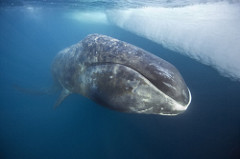 Bowhead whales become silent when sound is louder than 170 dB. From https://flic.kr/p/7vVJFi
