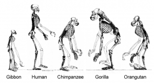 ape_skeletons-1