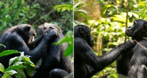 Old bonobos have bad eyesight - just like us