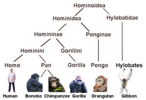 Evolutionary Tree of Hominoidea; source: Spirituality Science - The Human Species