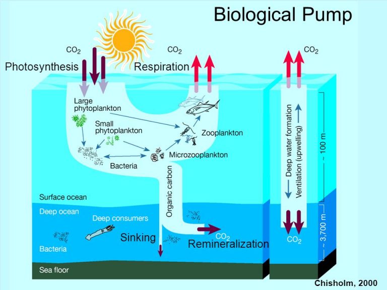 How Does Carbon Dioxide Cycle Through the Oceans? | Communicating