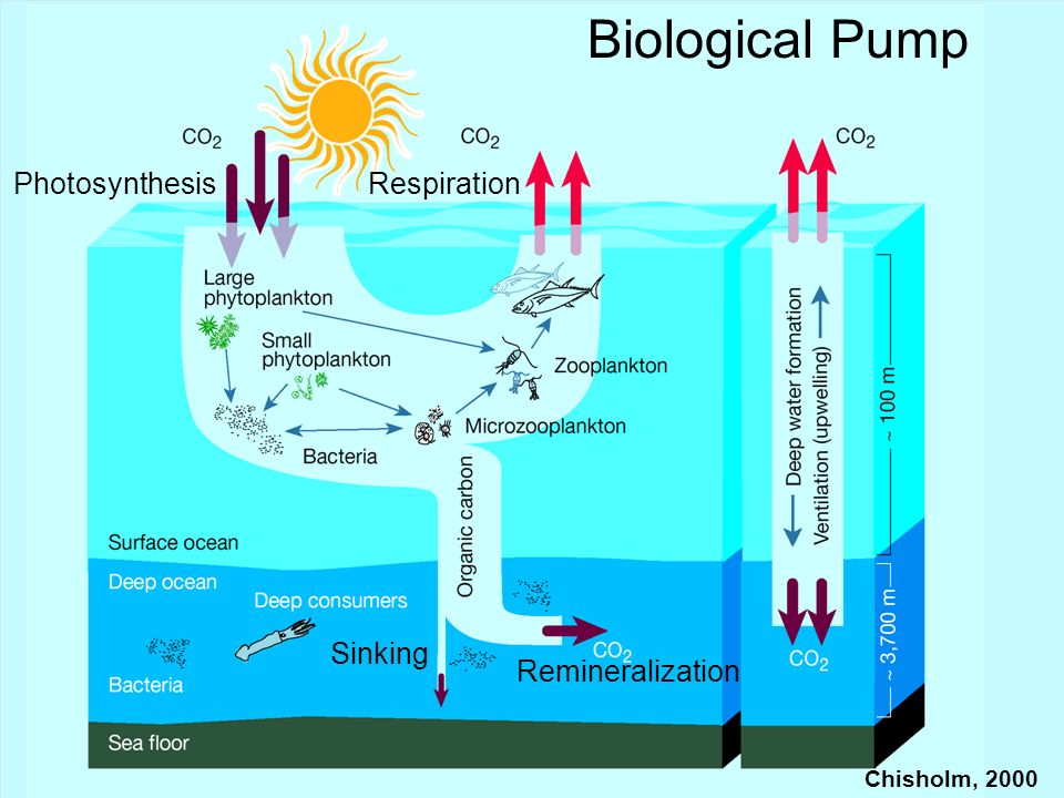 the-ocean-carbon-cycle-iaea