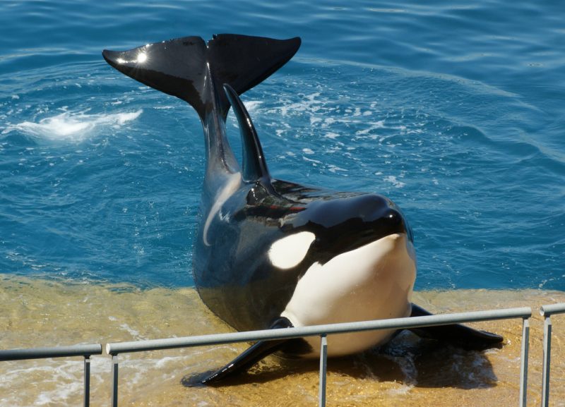 How Long Can Orcas Live